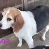 Noel - 4 anni (nata indicativamente ad Agosto 2021)  - Beagle  - Taglia: Medio piccola – anche se devo perdere peso Foto 5